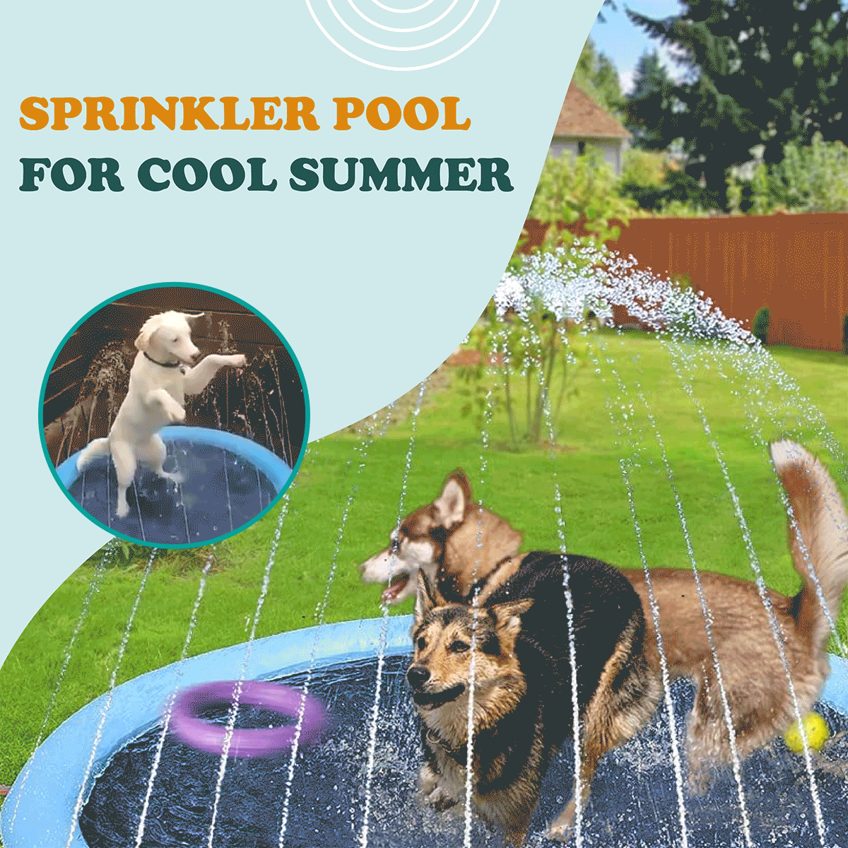 Pets enjoying sprinkler pool
