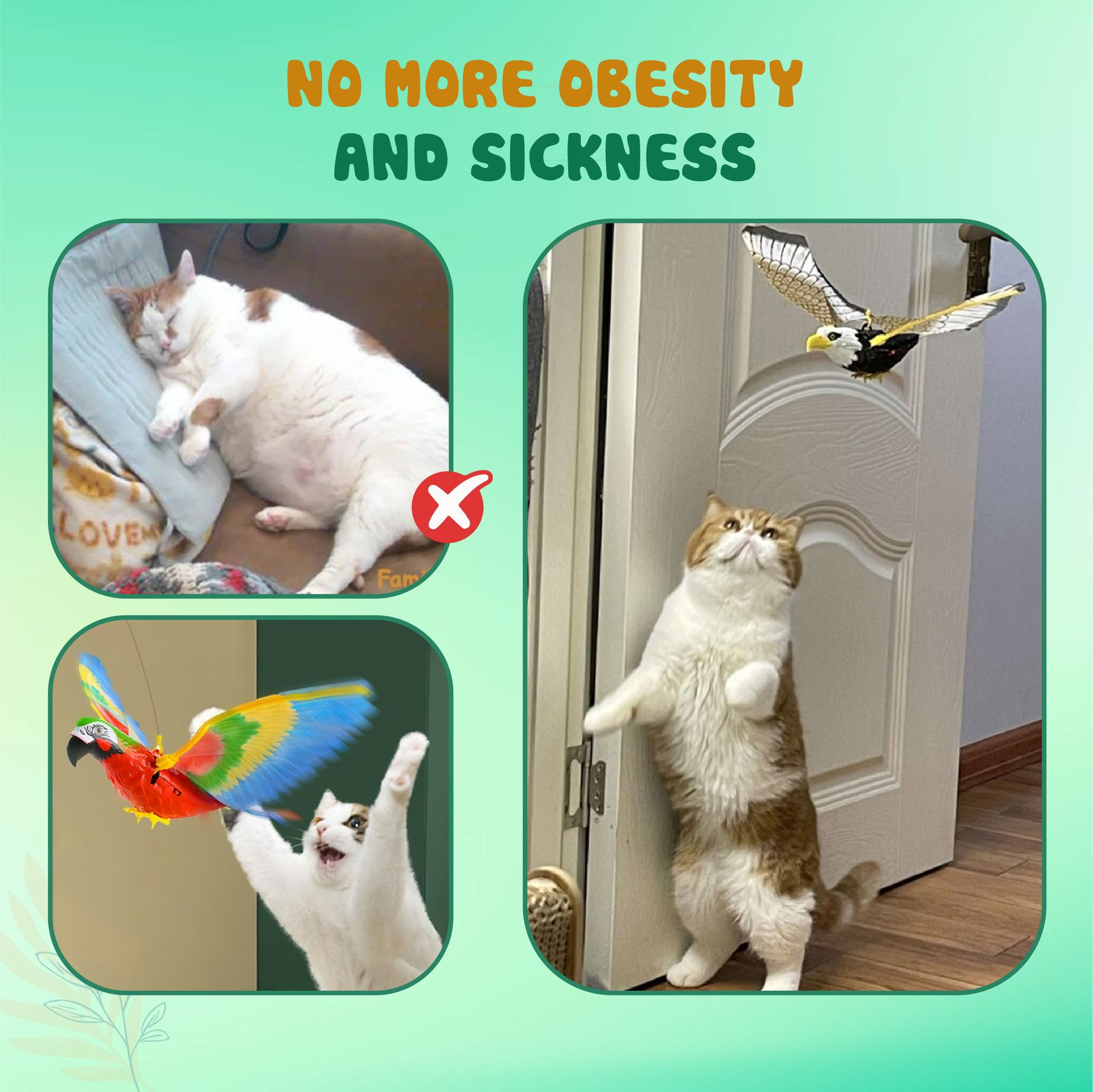 Paw health benefits image