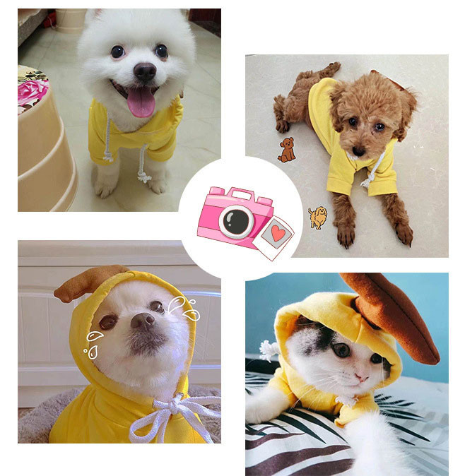 Pet hoodie model showcase