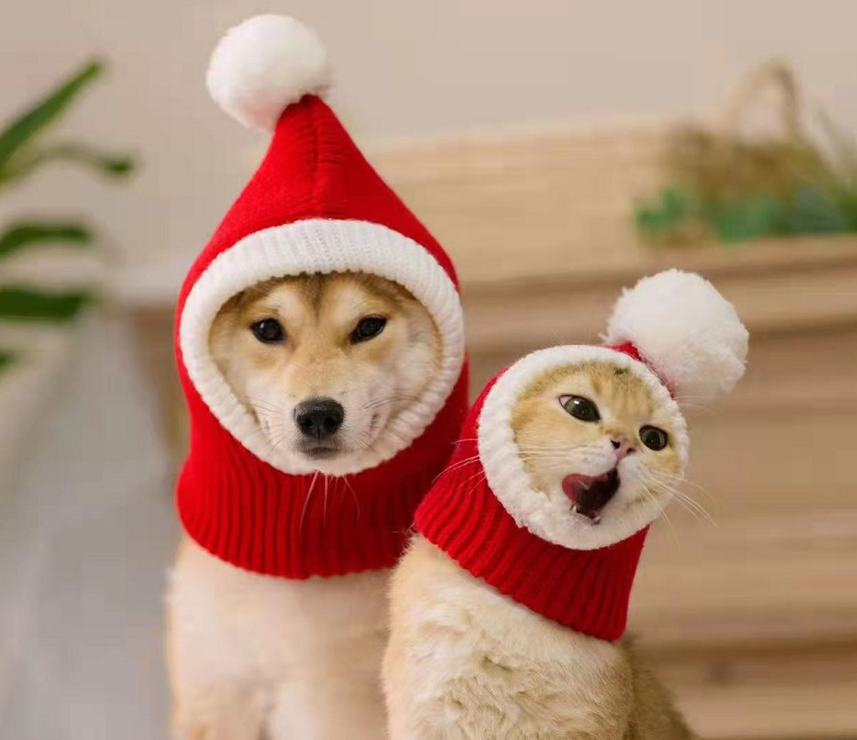 Pet Woolen Hat on Dog