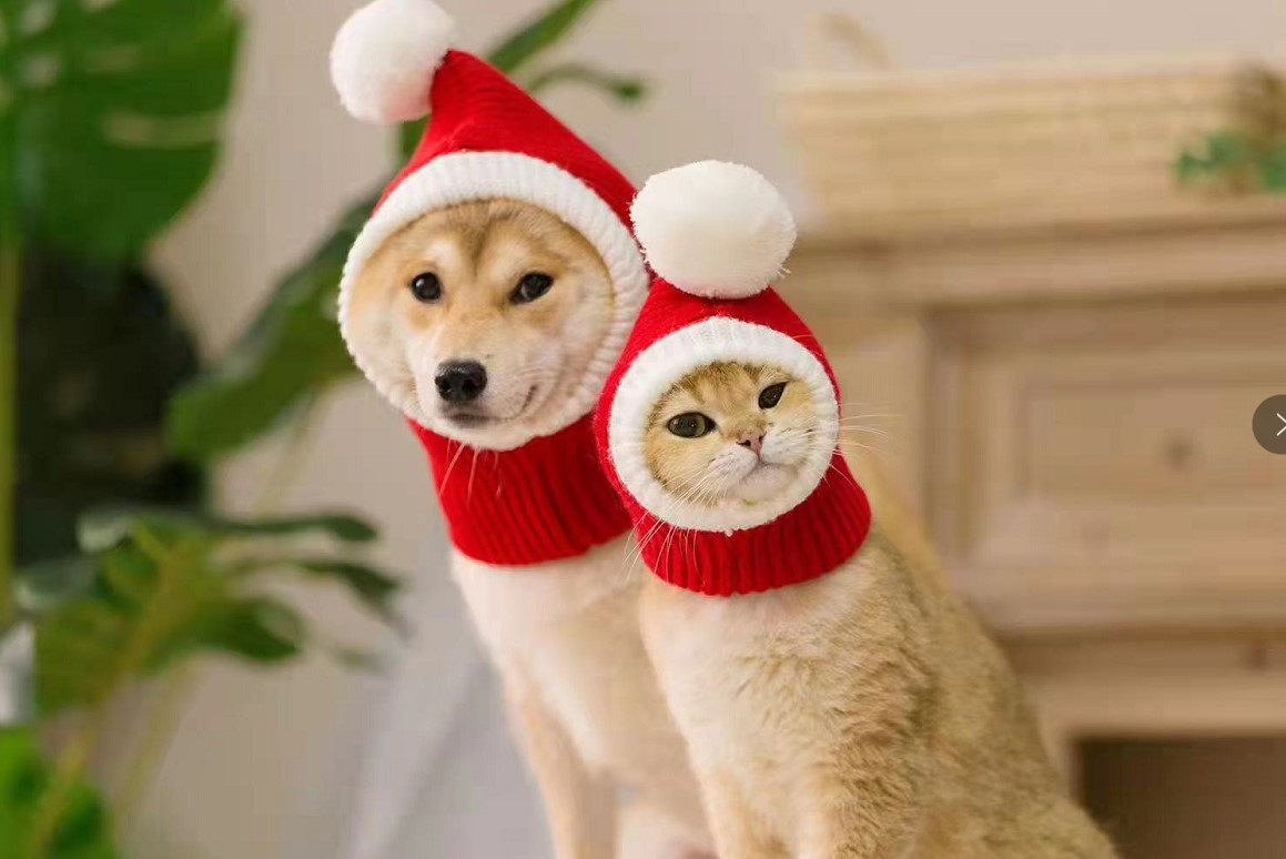 Cute Dog Wearing Woolen Hat