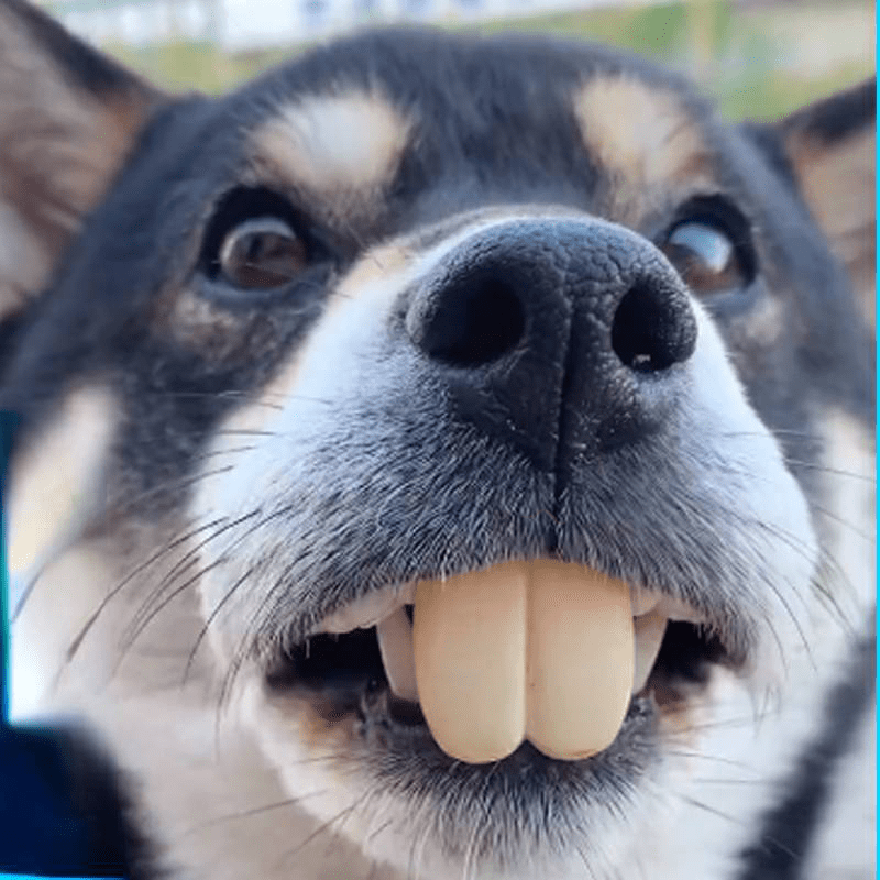 Halloween Pet Denture - Packaged