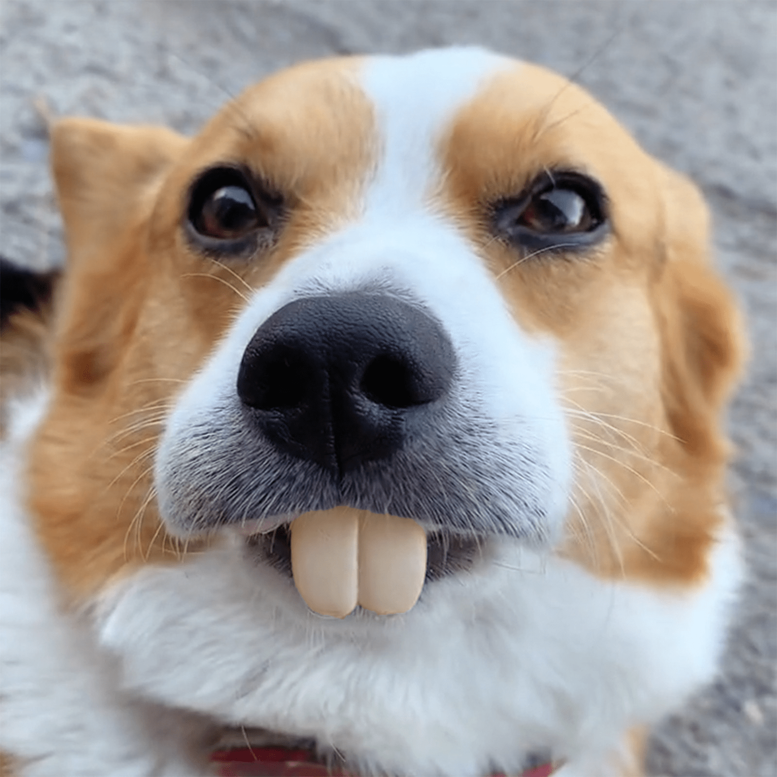 Pet Denture - Front View