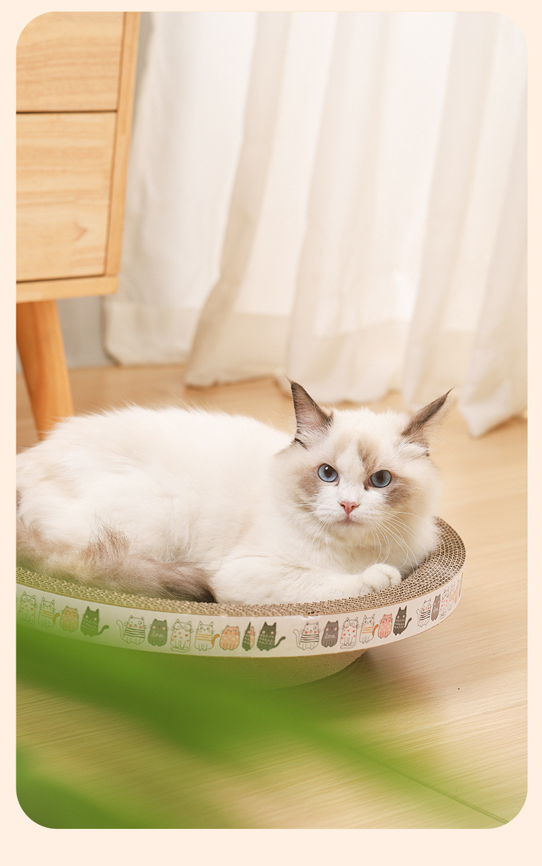 Cat curled up in scratcher