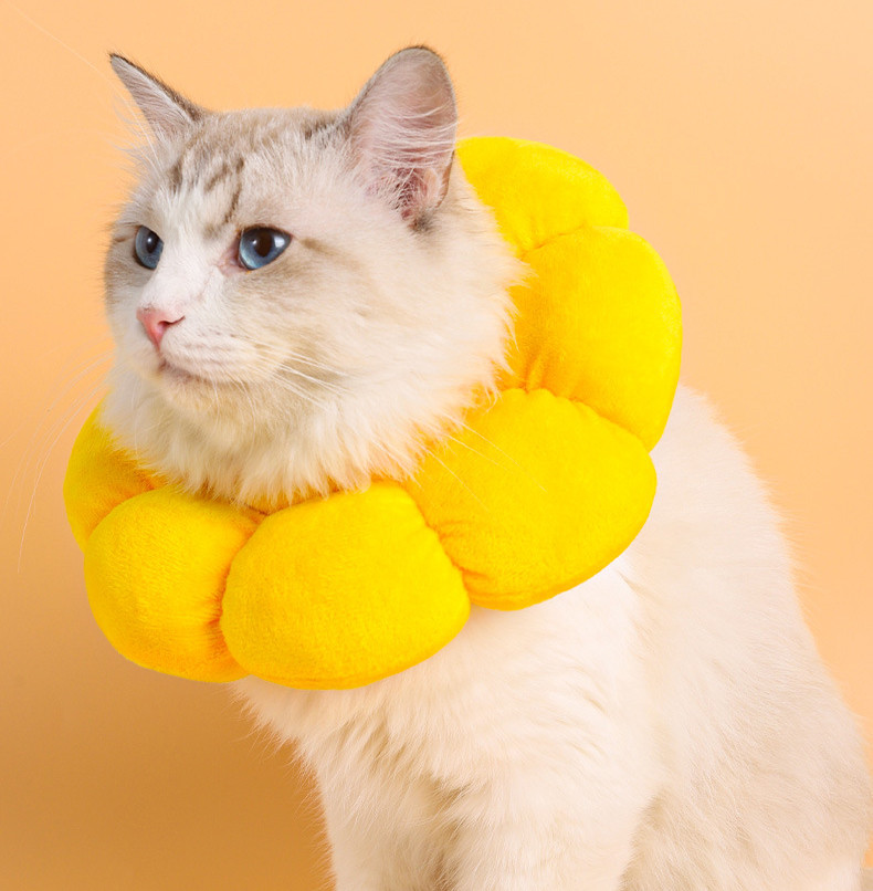 Sunflower cat collar front view