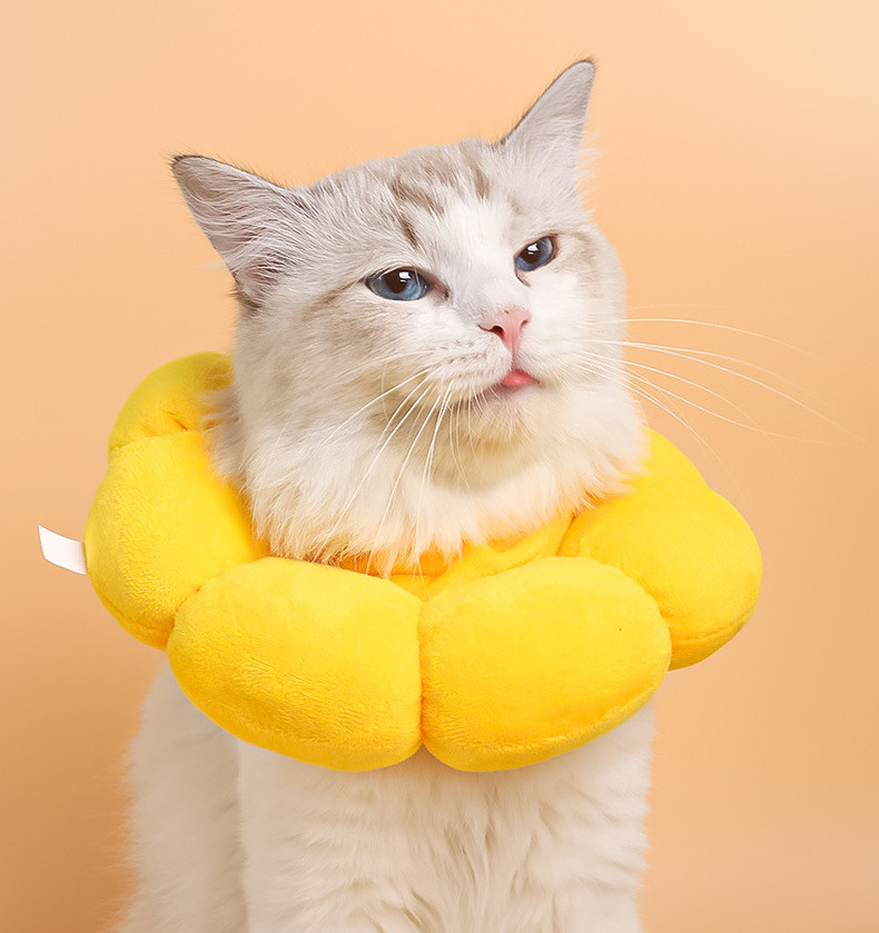 Side view of cat collar