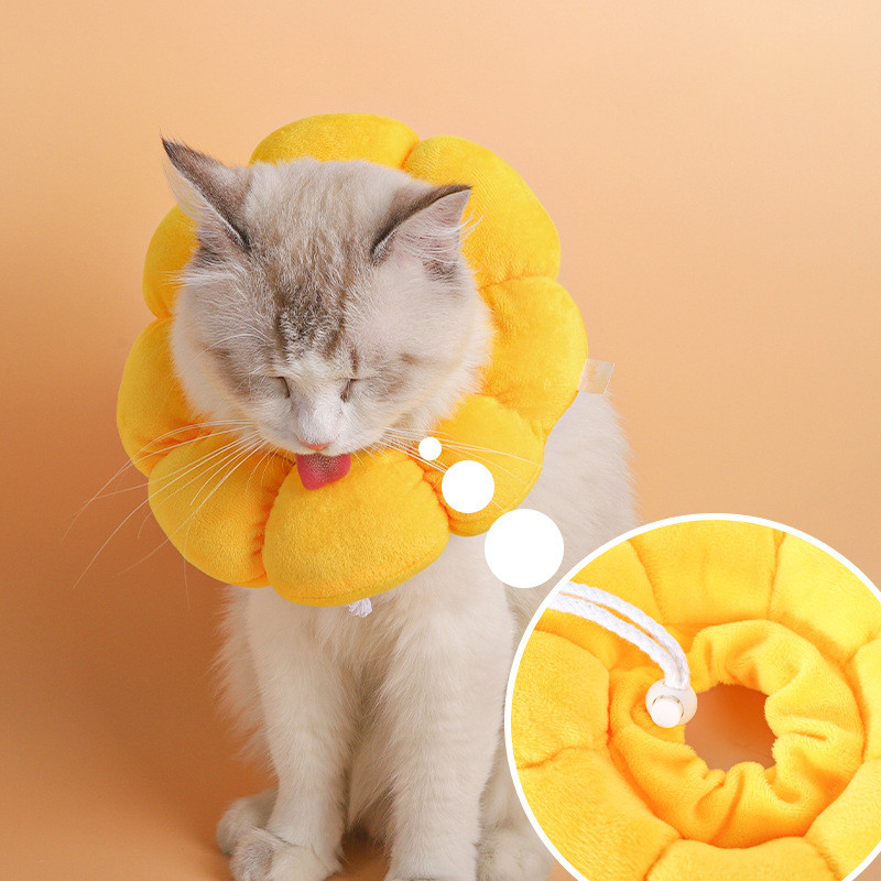 Cat wearing sunflower cotton collar